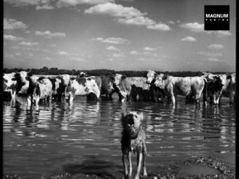 Magyarország világhírű fotográfusok lencséjén keresztül 1. rész (1947-1956)