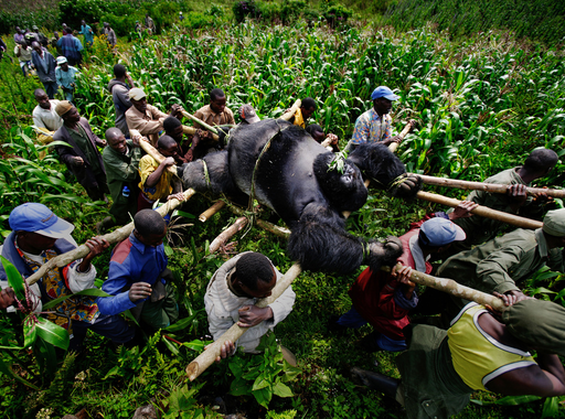 Brent Stirton képei a meggyilkolt ezüsthátú gorilláról (2007)