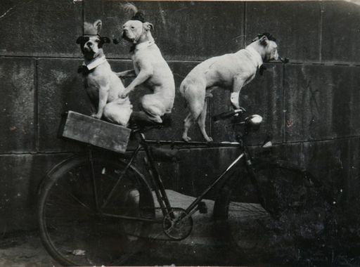 Kutyavilág a századforduló idején (10 fotó)