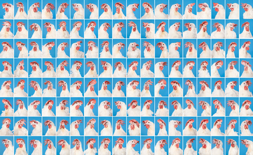 A Balaton 400 km magasból, magyar siker az iPhone idei fotópályázatán és a világhírű magyar csirkeportrék