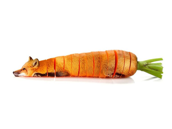 A hét fotója #271 - Sarah DeRemer: Animal Food (2015)