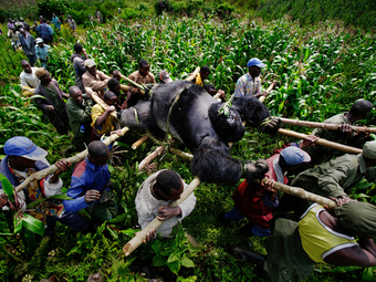 Brent Stirton képei a meggyilkolt ezüsthátú gorilláról (2007)