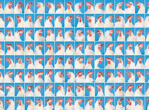 A Balaton 400 km magasból, magyar siker az iPhone idei fotópályázatán és a világhírű magyar csirkeportrék