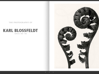Portfólió – Karl Blossfeldt (1865-1932)