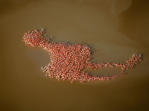 Robert B. Haas: Flamingók a magasból (2007)