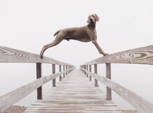 A HÉT FOTÓSA: William Wegman, a leghíresebb kutyafotós