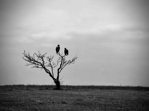 Magyar kiemeltek az iPhone Photography Awards 2025 pályázatán