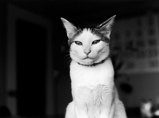 Egy fotográfusé volt "Japán leghíresebb cicája"