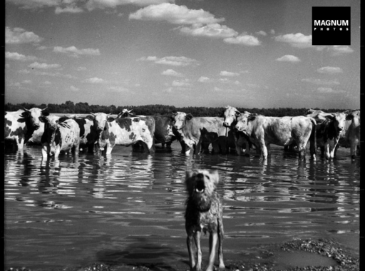 Magyarország világhírű fotográfusok lencséjén keresztül 1. rész (1947-1956)