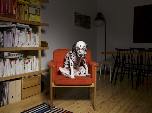 Egy finn fotós kutyás képei a kutyabarát Mai Manó Házban