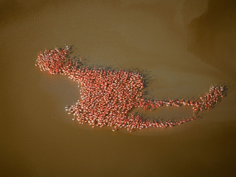 Robert B. Haas: Flamingók a magasból (2007)