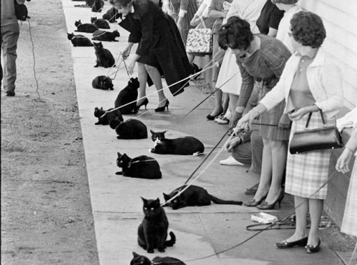 Ralph Crane: Black Cat Auditions (1961)
