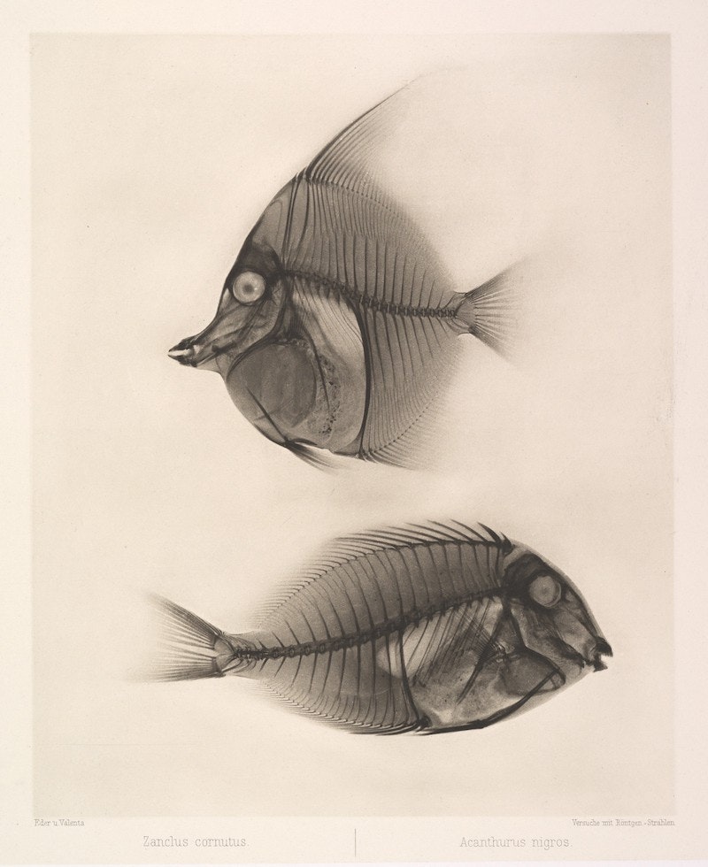 Fotó: Dr. Josef Maria Eder: Zanclus cornutus / Acanthurus nigros, 1896