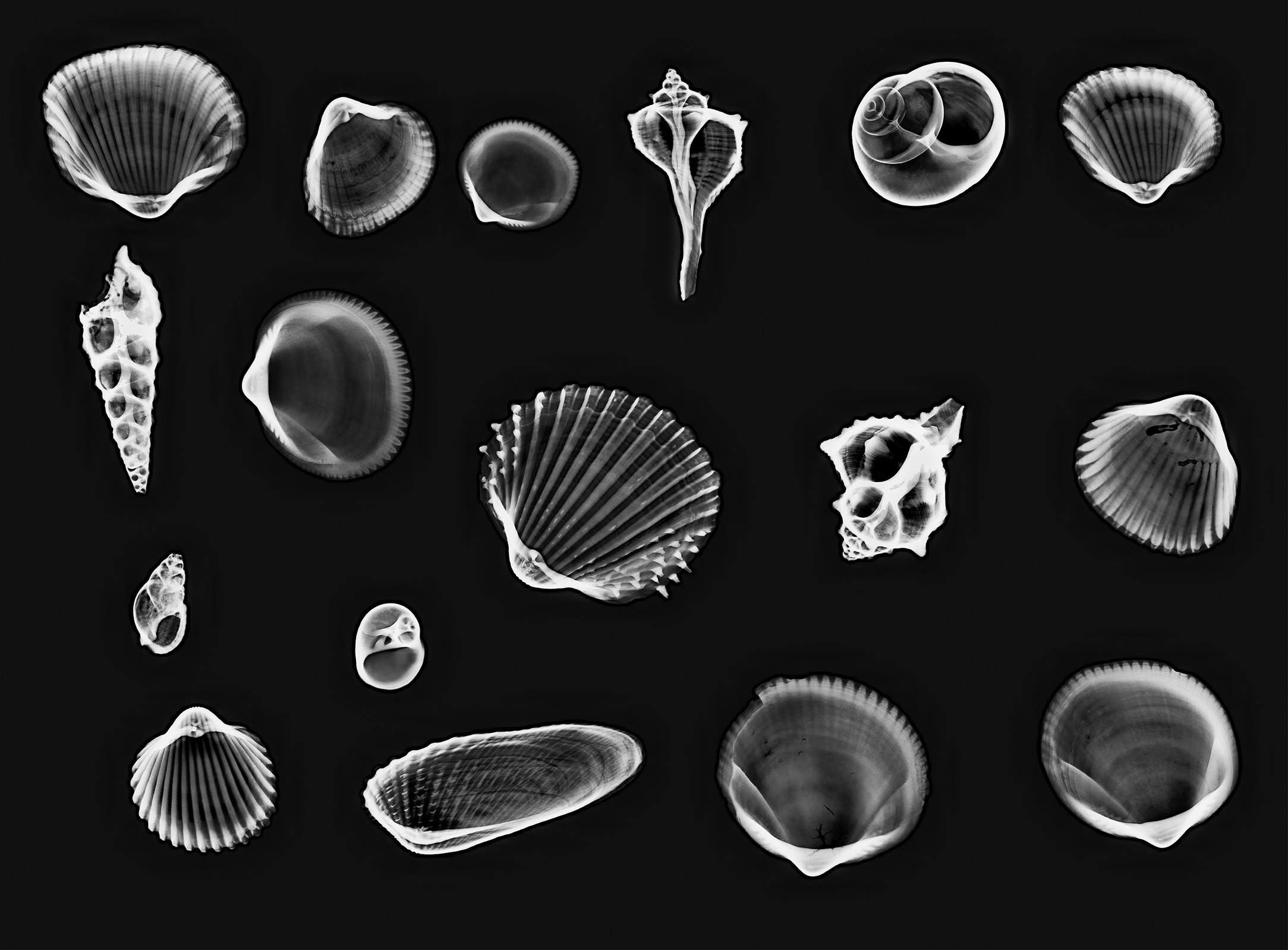 Fotó: Kagylógyűjtemény, X-Ray © Harold Davis