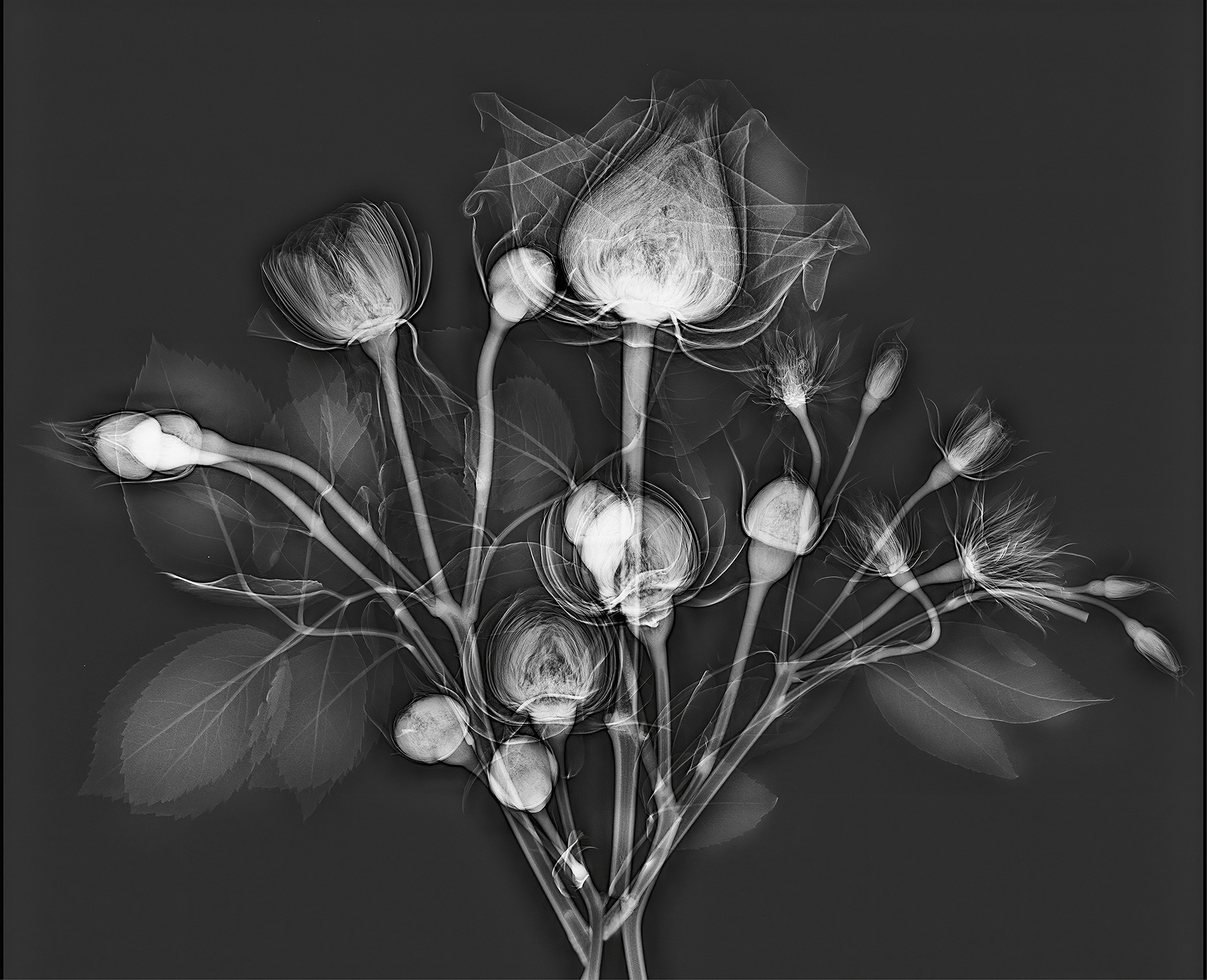 Fotó: Spray Roses, X-Ray © Harold Davis
