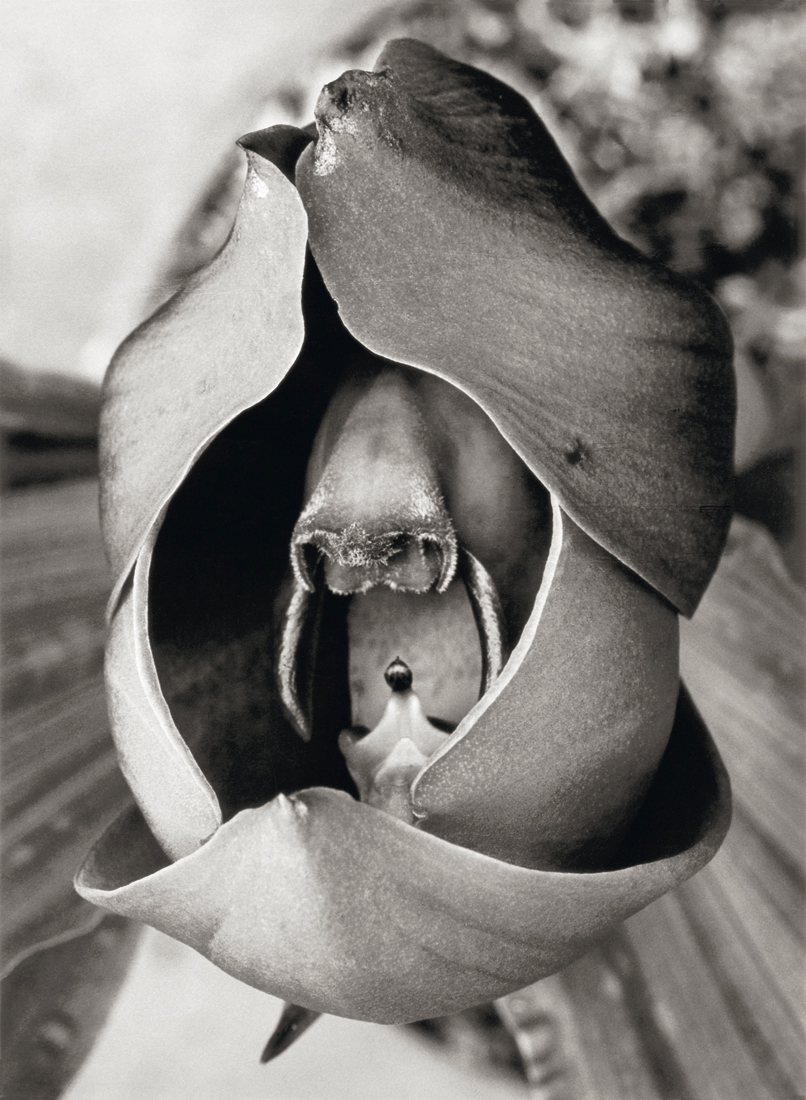 Fotó: Albert Renger-Patzsch: Catasetum trindentatum, Orchidaceae<br />1922-1923 © Albert Renger-Patzsch / Archiv Ann und Jürgen Wilde, Zülpich / ADAGP