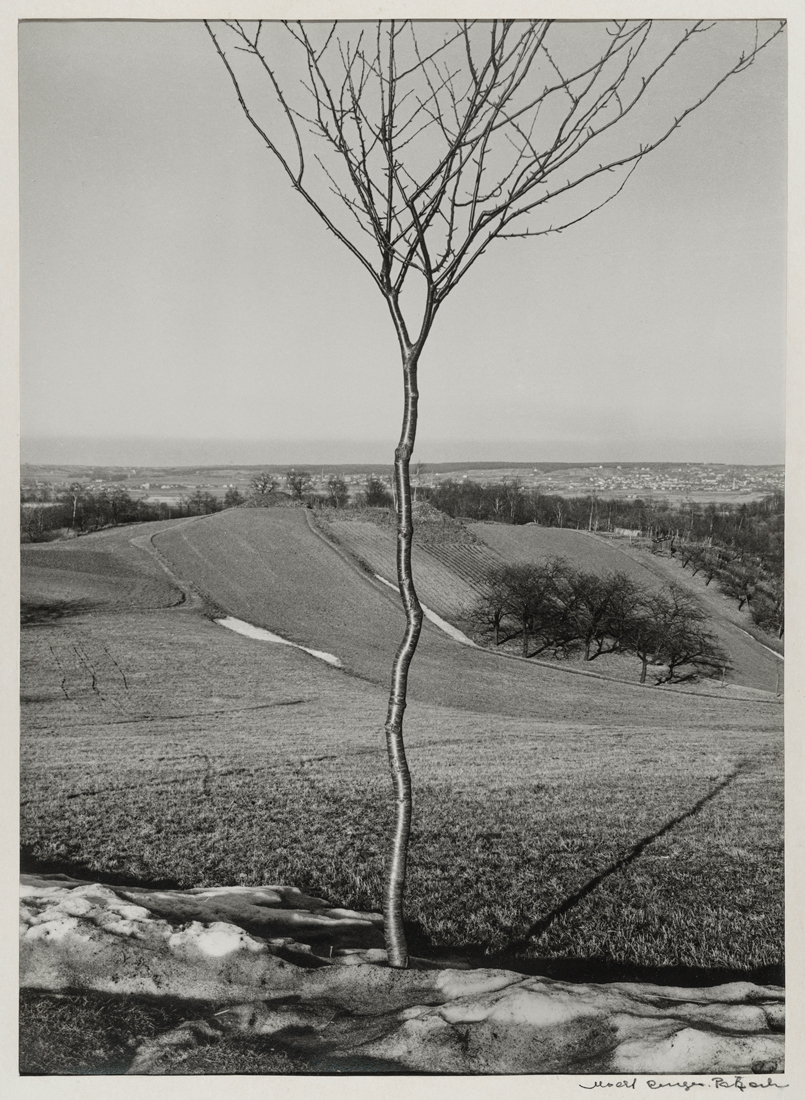 Fotó: Albert Renger-Patzsch: A kis fa, 1928 © Albert Renger-Patzsch / Archiv Ann und Jürgen Wilde, Zülpich / ADAGP