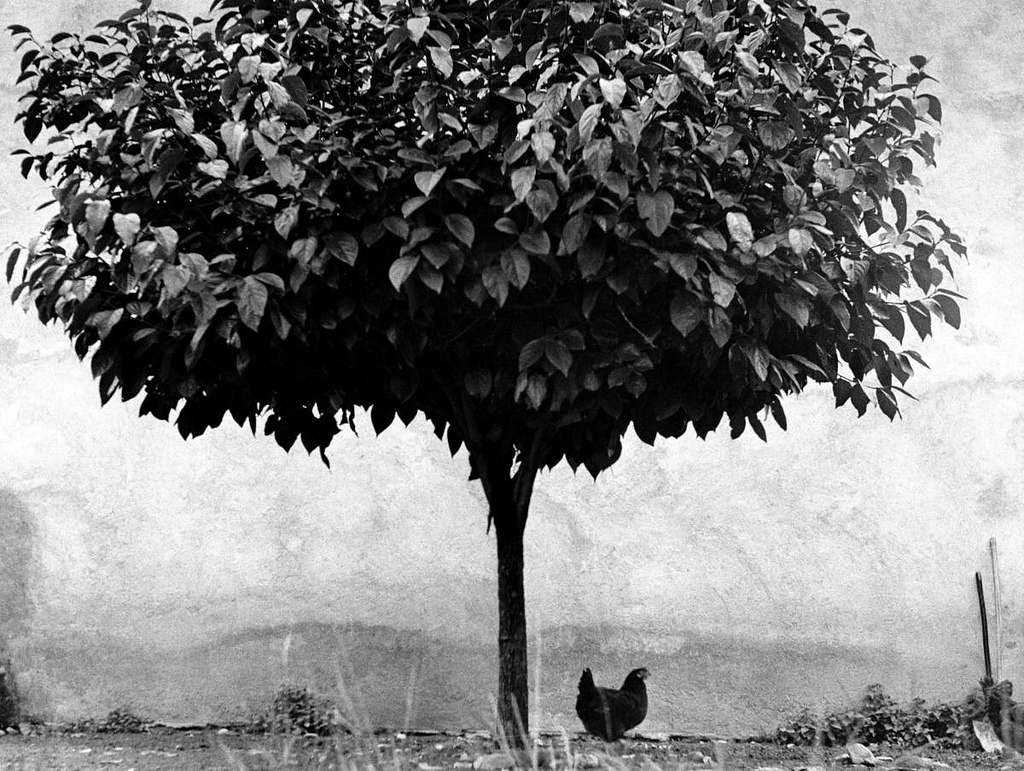 Fotó: Edouard Boubat: Fa és csirke, Franciaország, 1950 © Edouard Boubat