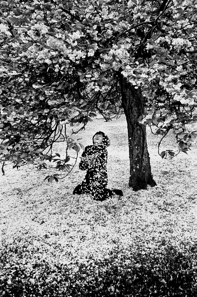 Fotó: Edouard Boubat: Parc de Sceaux, Cerisiers Japonais, 1983 © Edouard Boubat