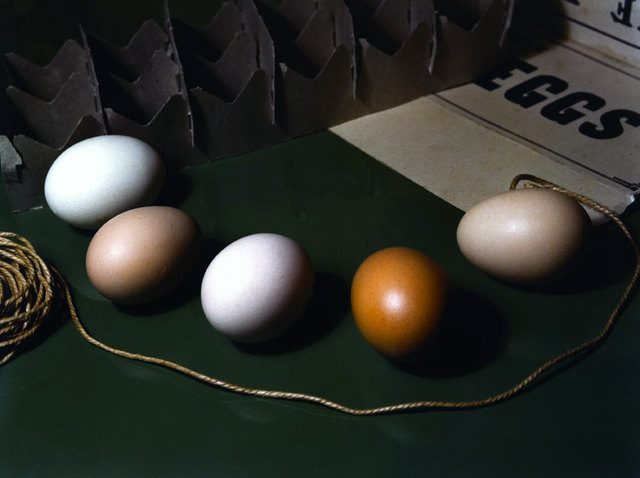 Fotó: Imogen Cunningham: Öt tojás, 1951, Cibachrome © The Imogen Cunningham Trust