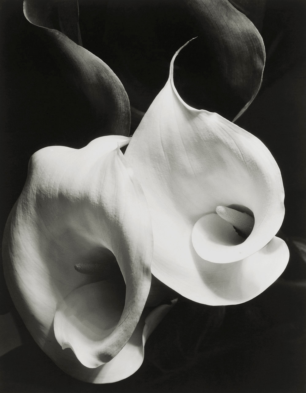 Fotó: Imogen Cunningham: Két kála, 1929