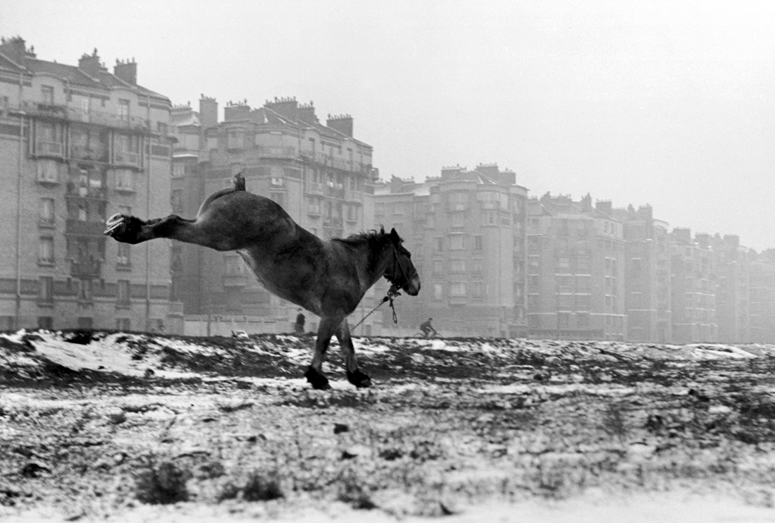 Fotó: Sabine Weiss<br />Cheval, Porte de Vanves [Horse, Porte de Vanves]<br />Paris, 1952<br />Silver gelatin print<br />© Sabine Weiss