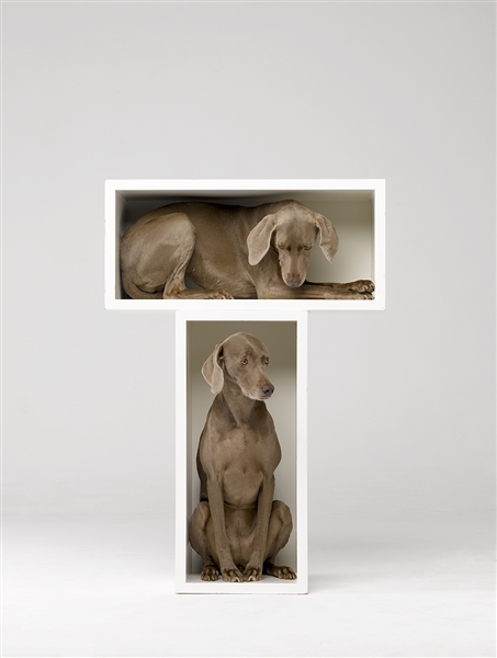 Fotó: William Wegman: Split Level, 2010<br />Pigment print<br />1.1m x 0.8m<br />© William Wegman. Image courtesy of William Wegman.