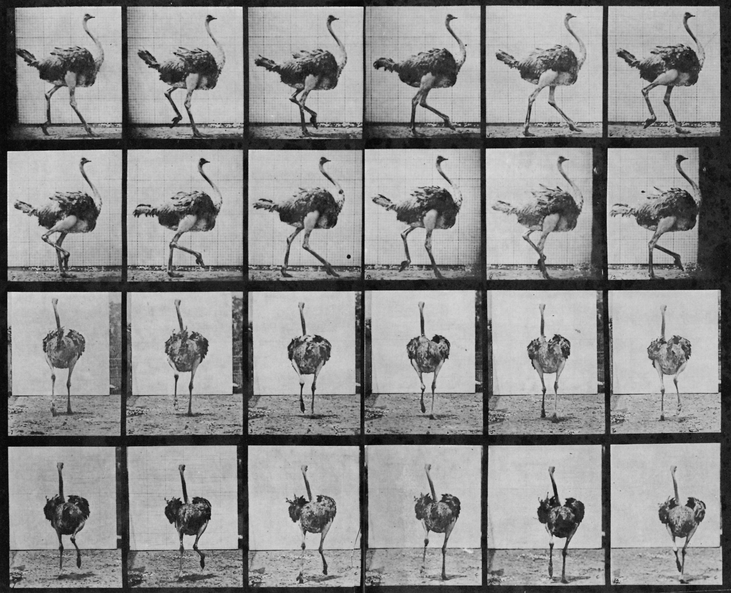 muybridge-strucc.jpg