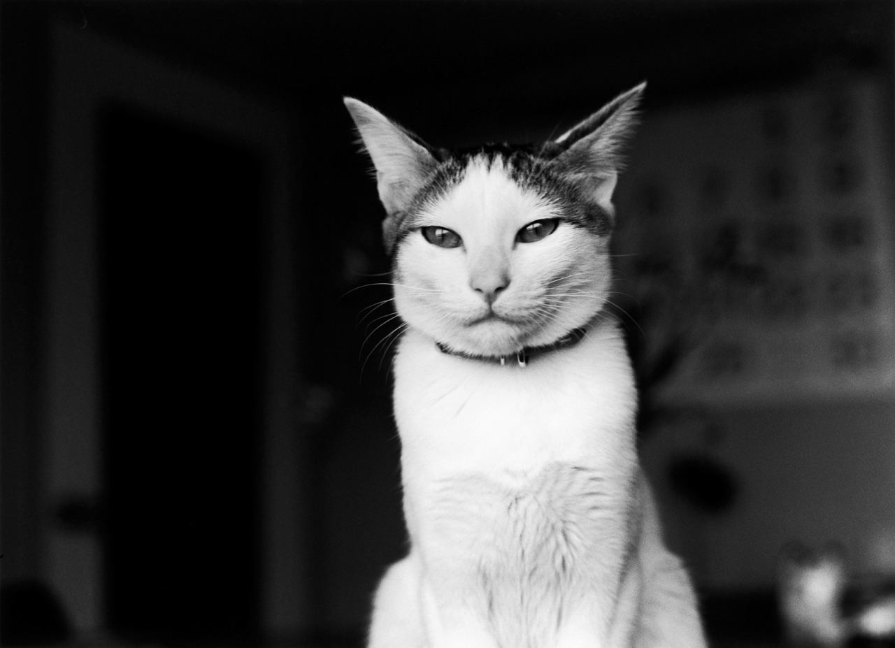 Fotó: Nobuyoshi Araki: Chiro © Nobuyoshi Araki