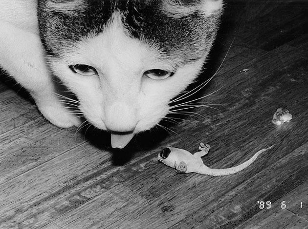 Fotó: Nobuyoshi Araki: Chiro © Nobuyoshi Araki