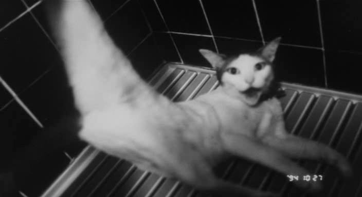 Fotó: Nobuyoshi Araki: Chiro © Nobuyoshi Araki