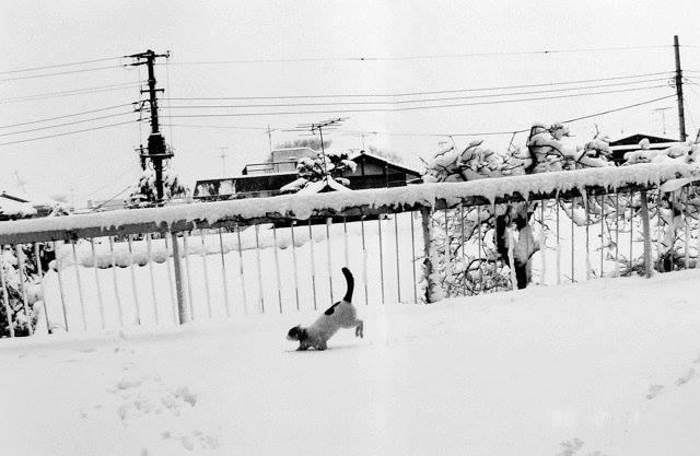 Fotó: Nobuyoshi Araki: Chiro © Nobuyoshi Araki