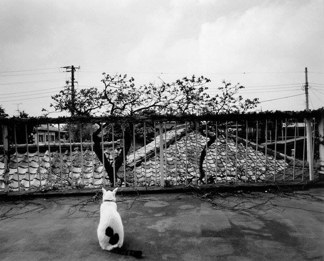 Fotó: Nobuyoshi Araki: Chiro © Nobuyoshi Araki