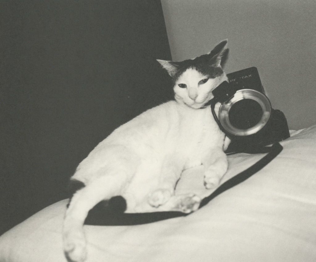 Fotó: Nobuyoshi Araki: Chiro © Nobuyoshi Araki