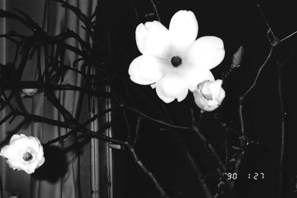 Fotó: ‘Aznap mikor Yoko meghalt, az ágya melletti liliomfa-ág kivirágzott.‘ Érzelmes utazás © Nobuyoshi Araki 