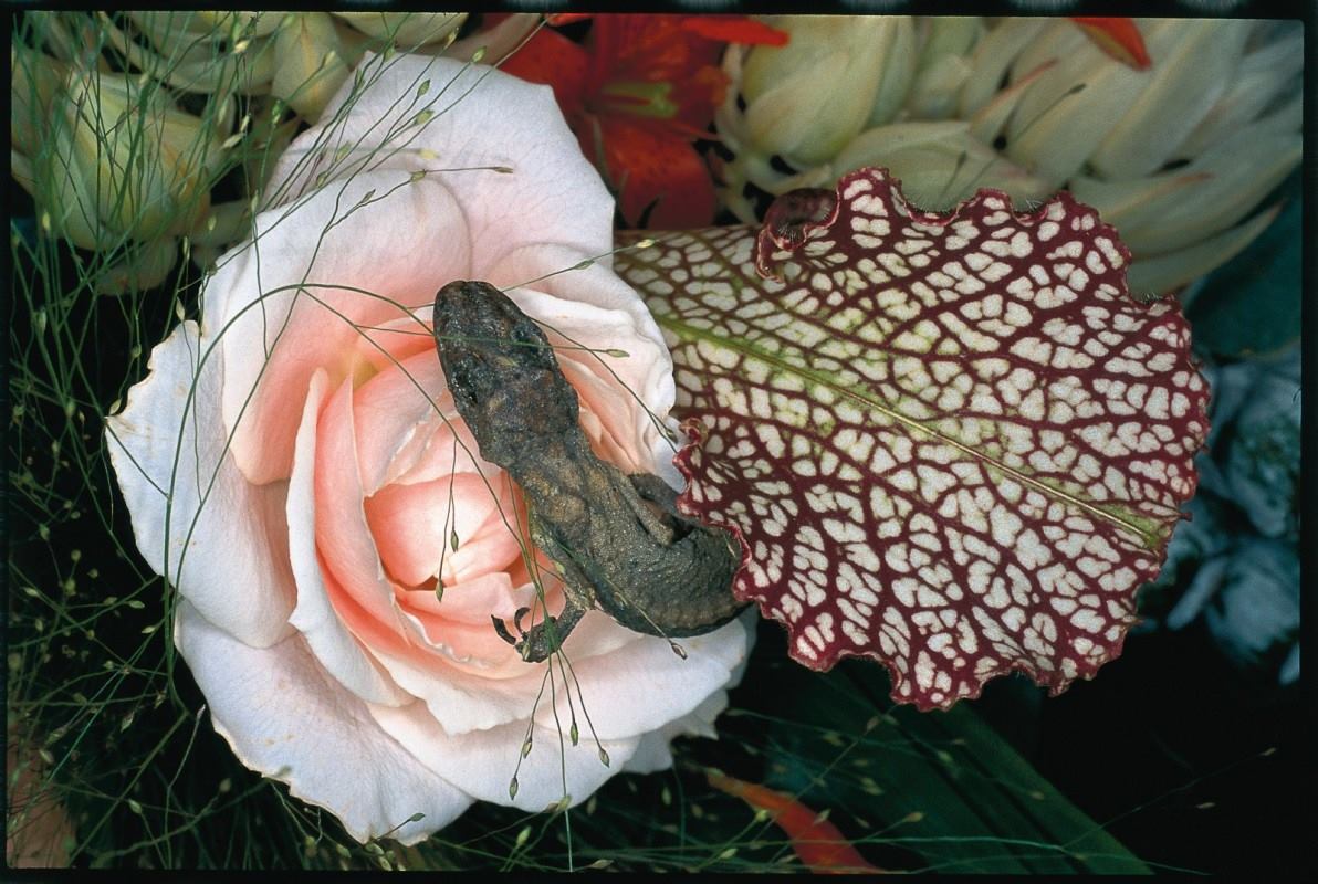 Fotó: Flower Rondeau, 1997 © Nobuyoshi Araki 