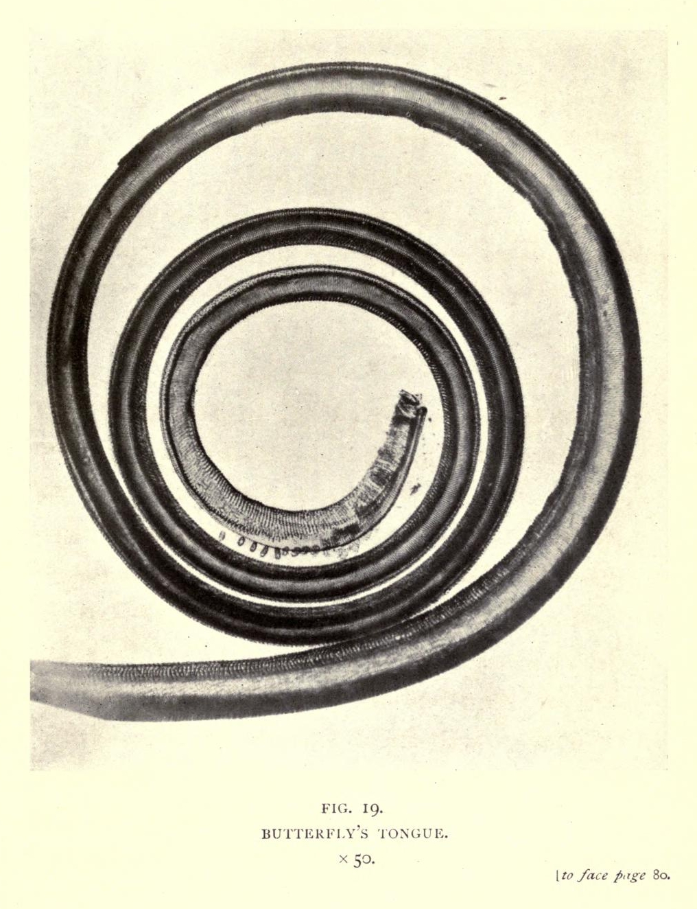 smith004.jpg