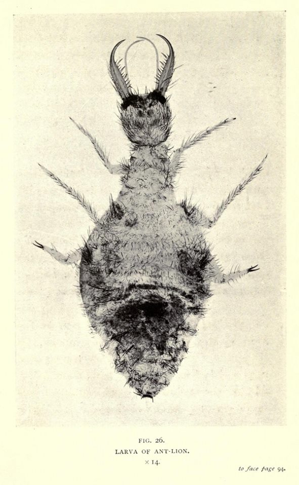 smith005.jpg
