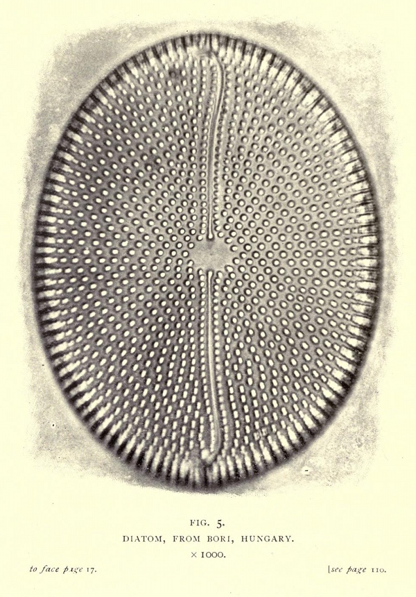 smith007.jpg