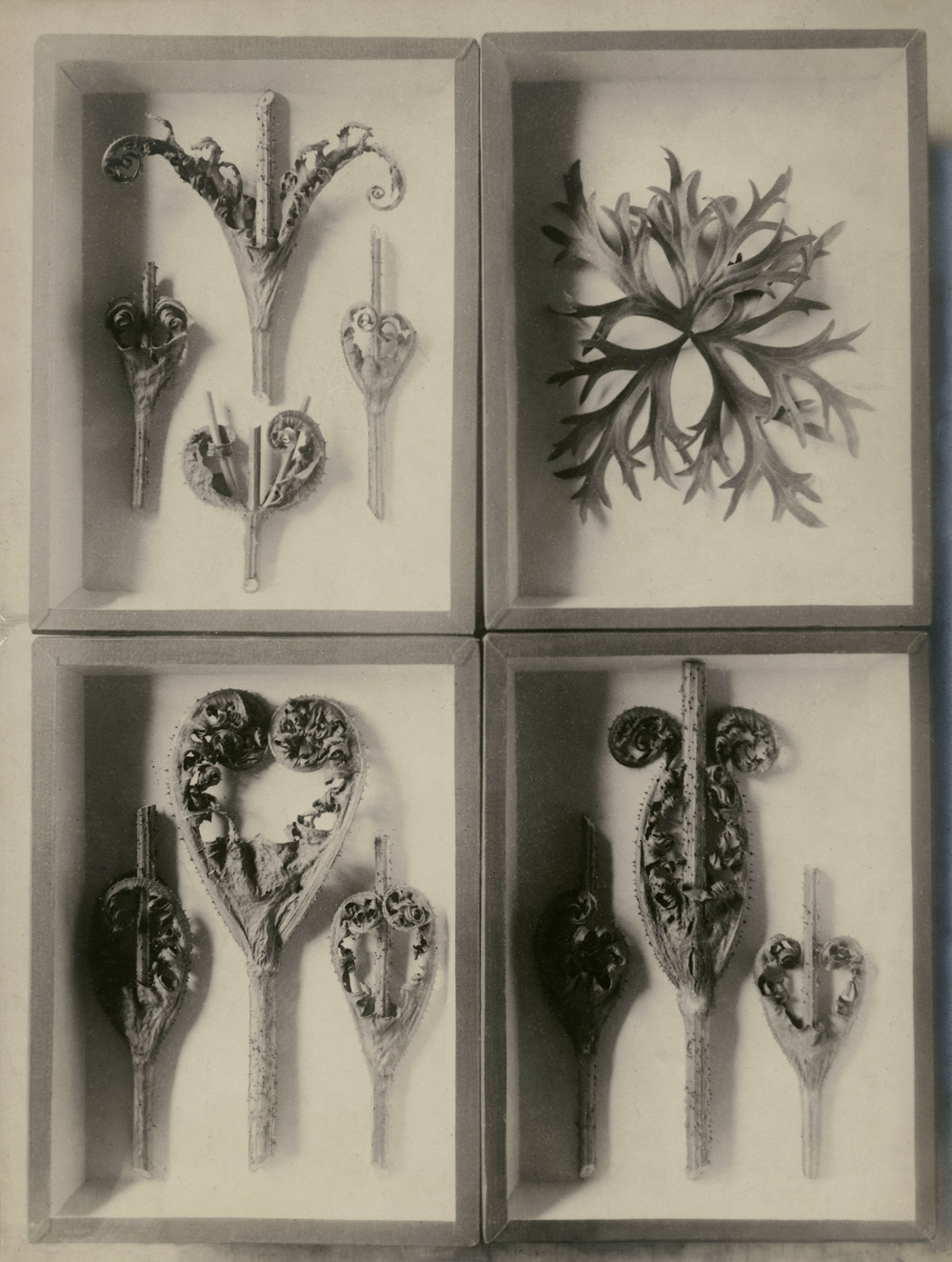 Karl Blossfeldt: Négy növénytanulmány, Dátum nélkül<br />Stiftung Ann und Jürgen Wilde, Pinakothek der Moderne, Munich