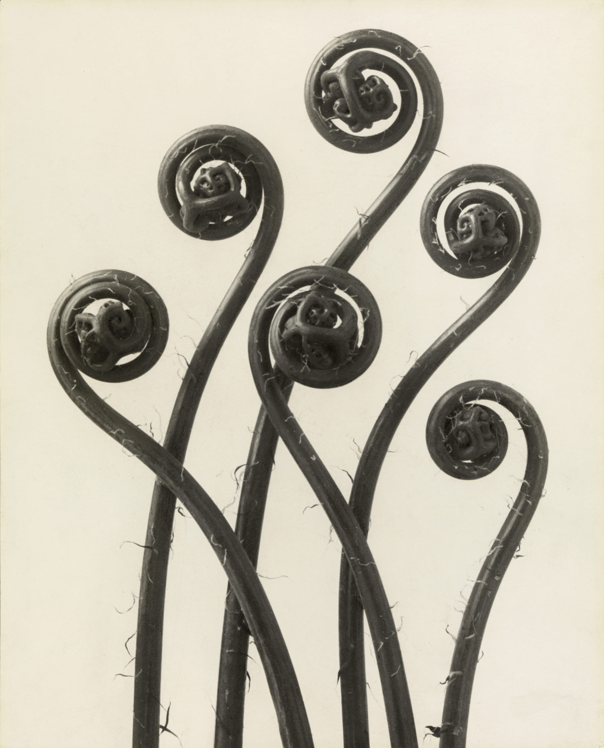 Fotó: Karl Blossfeldt: Adiantum pedatum, Páva Vénuszfodorka, 1926 előtt <br />Stiftung Ann und Jürgen Wilde, Pinakothek der Moderne, München