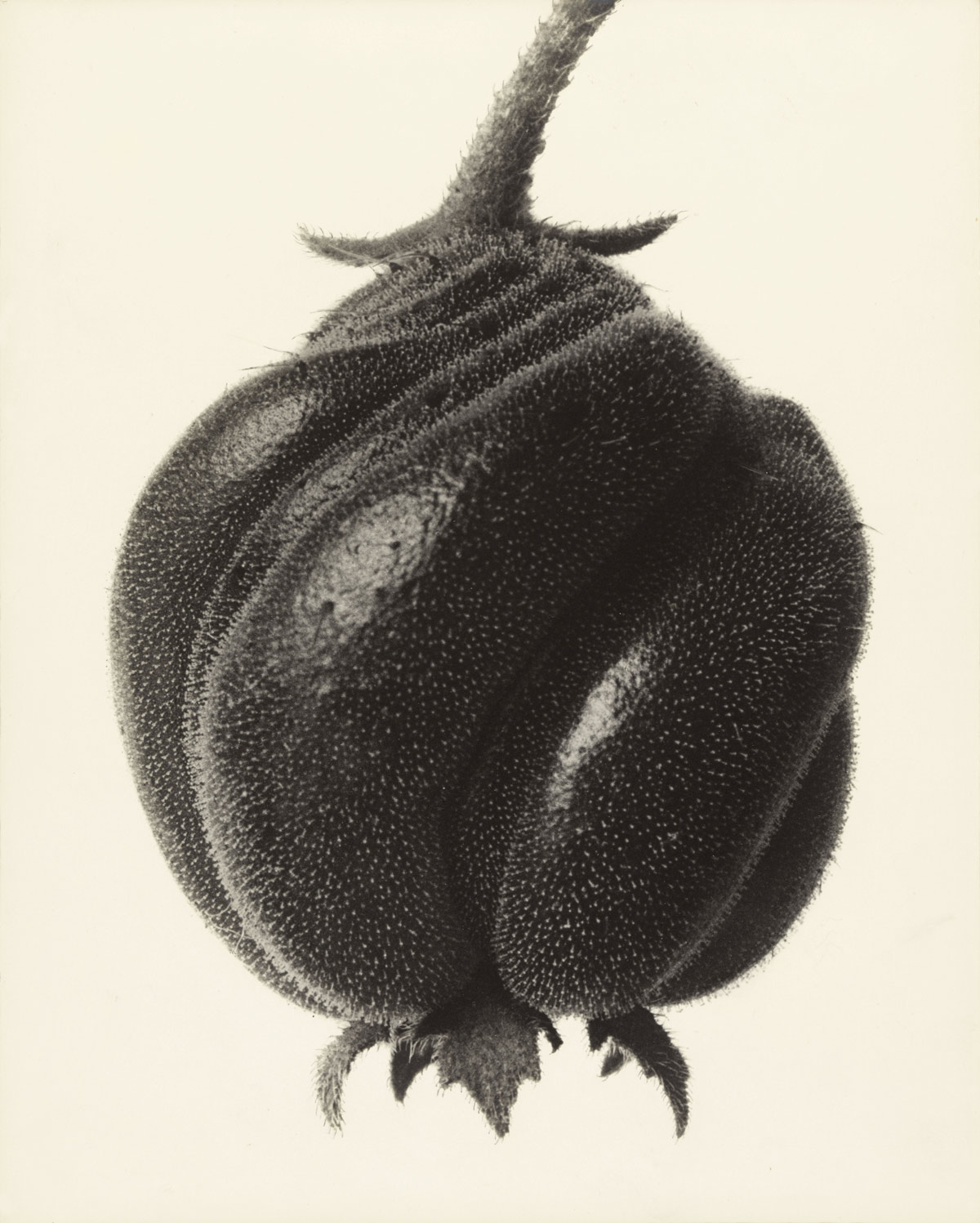 Fotó: Karl Blossfeldt: Blumenbachia hieronymi. Blumenbachia, Csalánszulákfélék családjába tartozó növény, 1926 előtt <br />Stiftung Ann und Jürgen Wilde, Pinakothek der Moderne, München