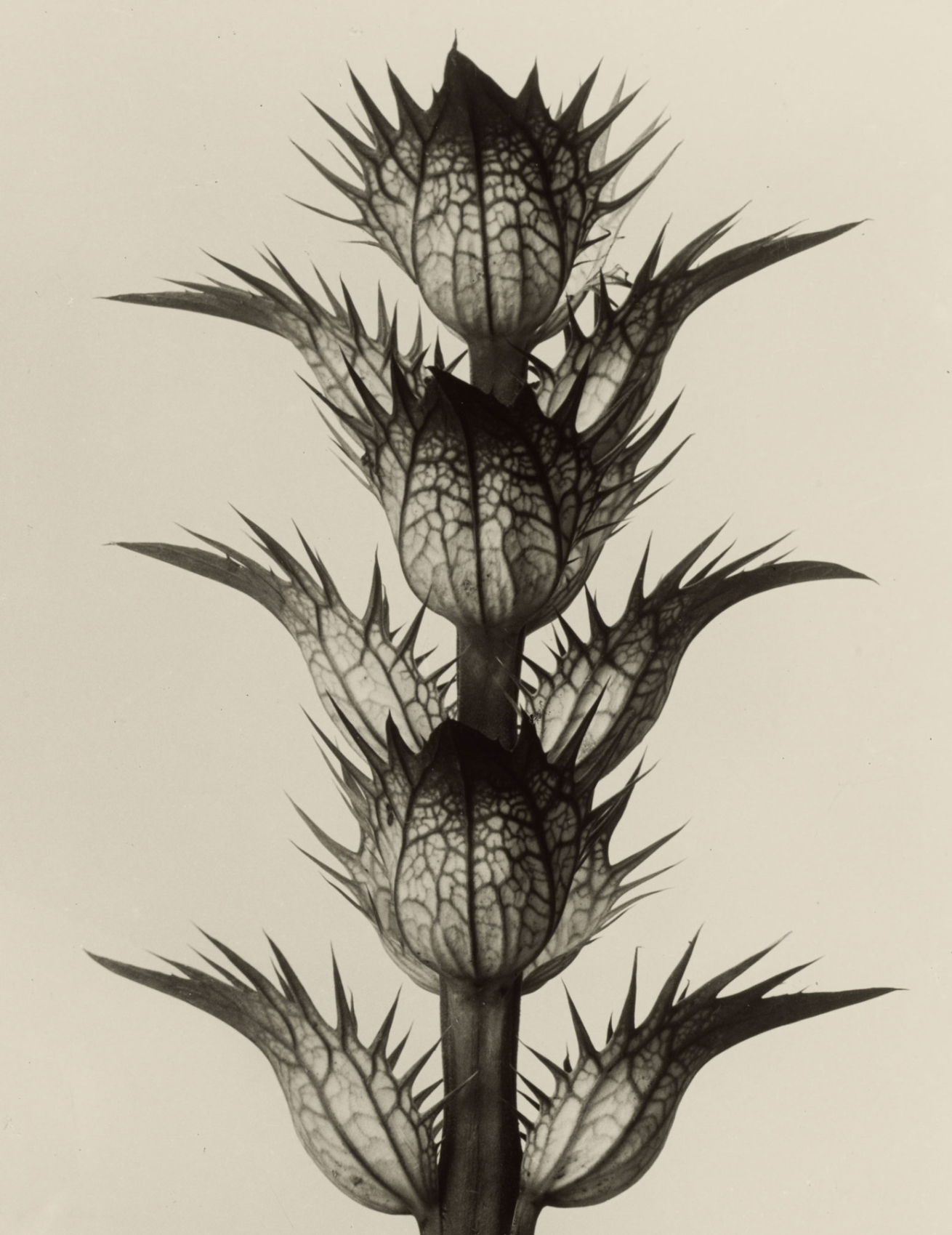 Fotó: Karl Blossfeldt: Acanthus mollis, Medveköröm, 1928 előtt <br />Karl Blossfeldt Collection at the University of the Arts Berlin