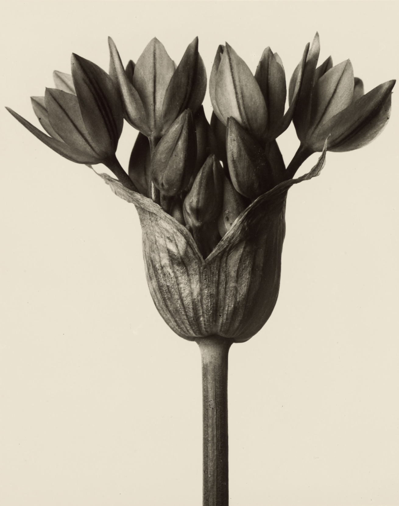 Fotó: Karl Blossfeldt: Allium ostrowskianum, Bunkós hagyma, 1928 előtt <br />Karl Blossfeldt Collection at the University of the Arts Berlin