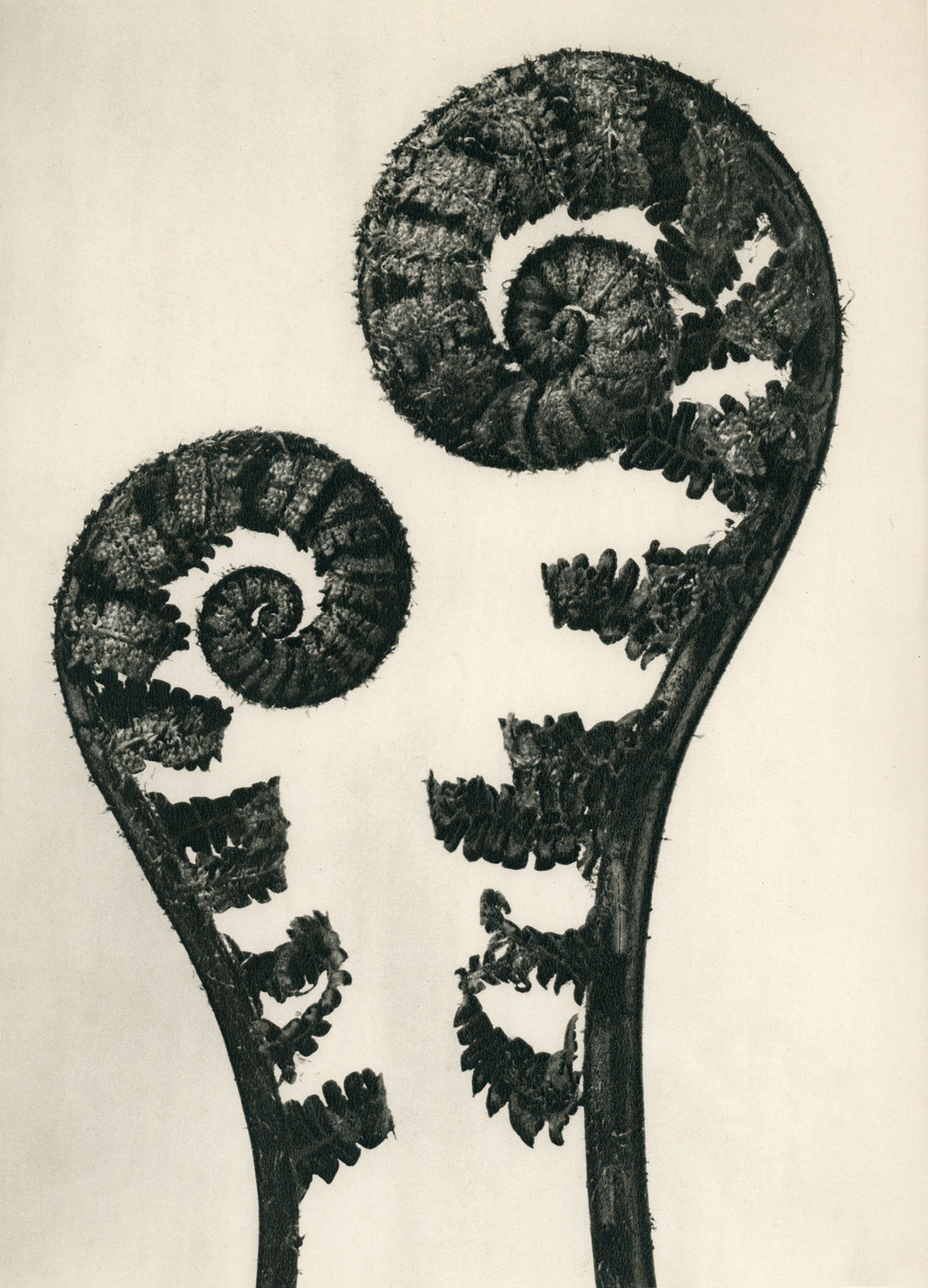 Fotó: Karl Blossfeldt: Dryopteris filix mas, Erdei pajzsika 1928 előtt <br />Karl Blossfeldt Collection at the University of the Arts Berlin