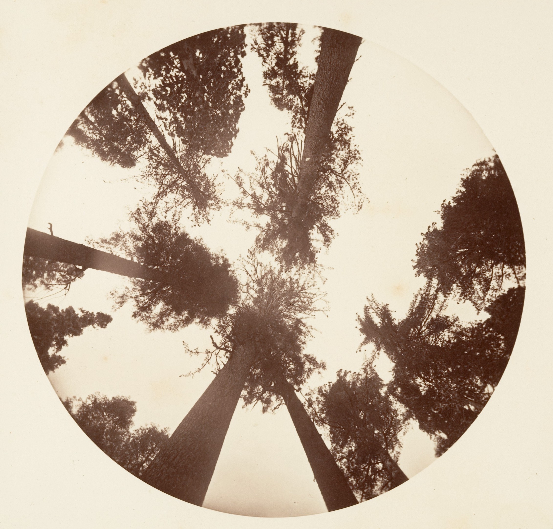 Fotó: Carleton Watkins: Looking up Among the Sugar Pines - Calaveras Grove, ca. 1878 © Carleton Watkins / The Metropolitan Museum of Art