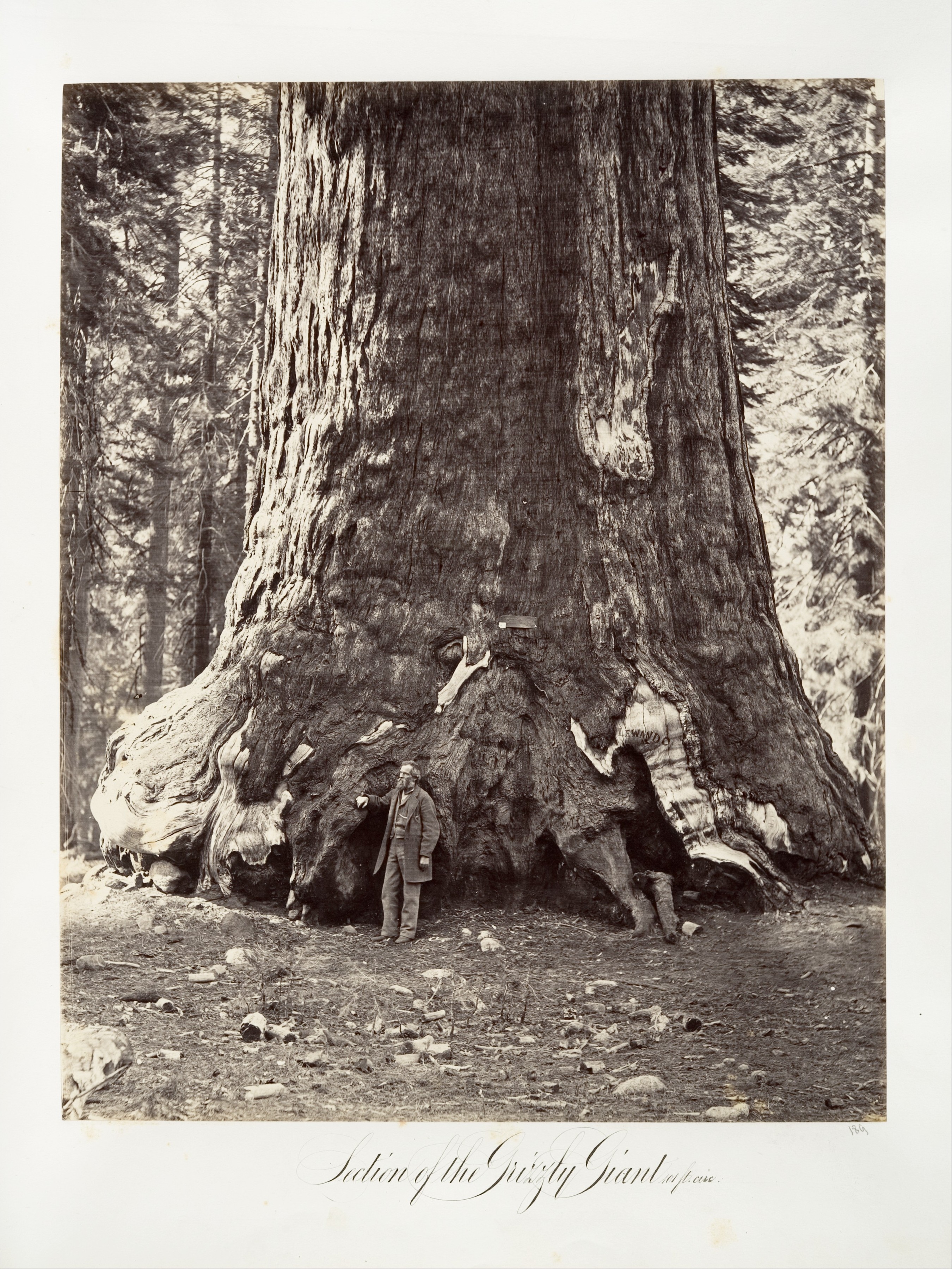 Fotó: Carleton Watkins: Section of the Grizzly Giant, 101 feet circumference, 1865–66, printed ca. 1876 © Carleton Watkins / The Metropolitan Museum of Art