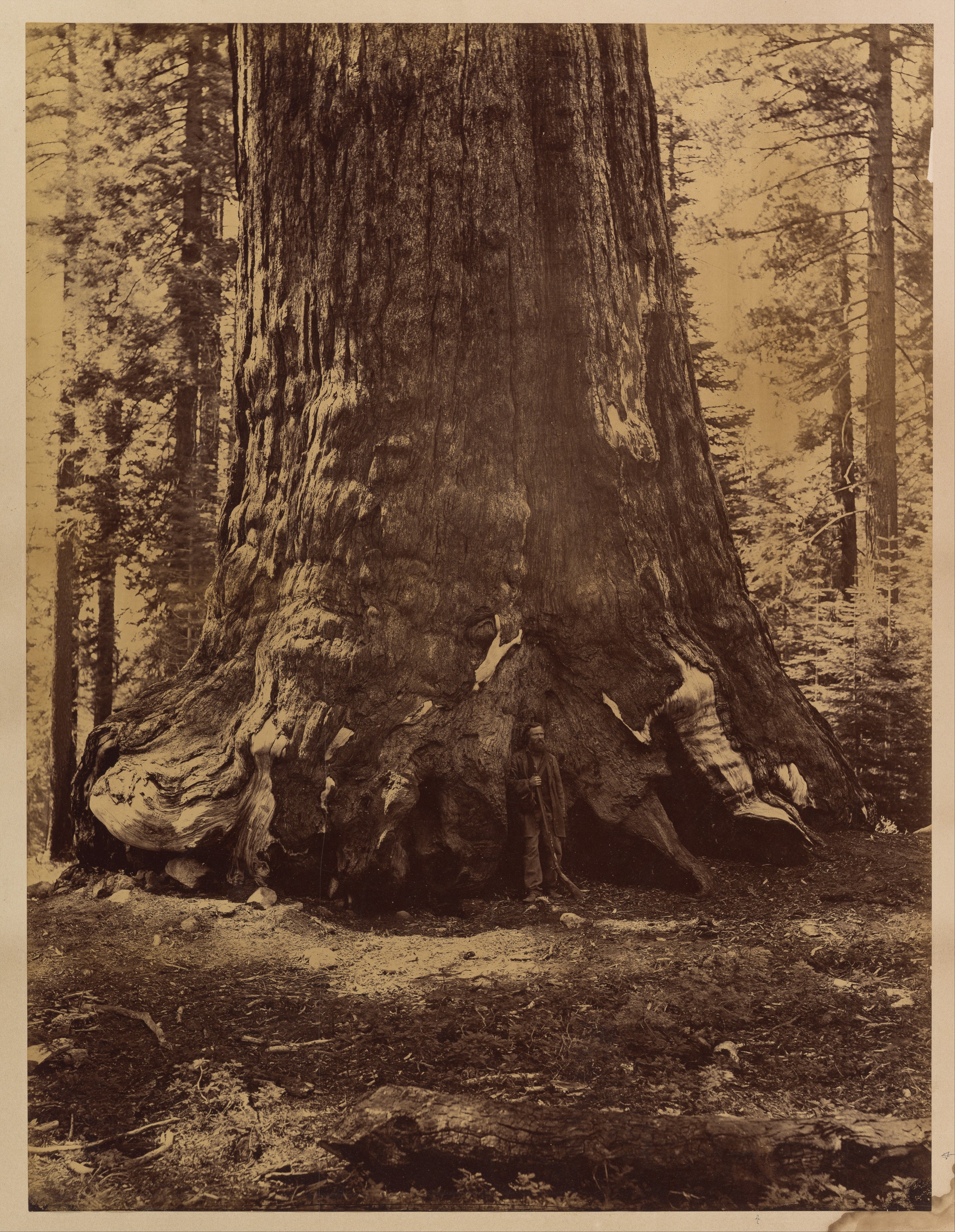 Fotó: Carleton Watkins: Section of the Grizzly Giant with Galen Clark, Mariposa Grove, Yosemite, 1865–66 © Carleton Watkins / The Metropolitan Museum of Art