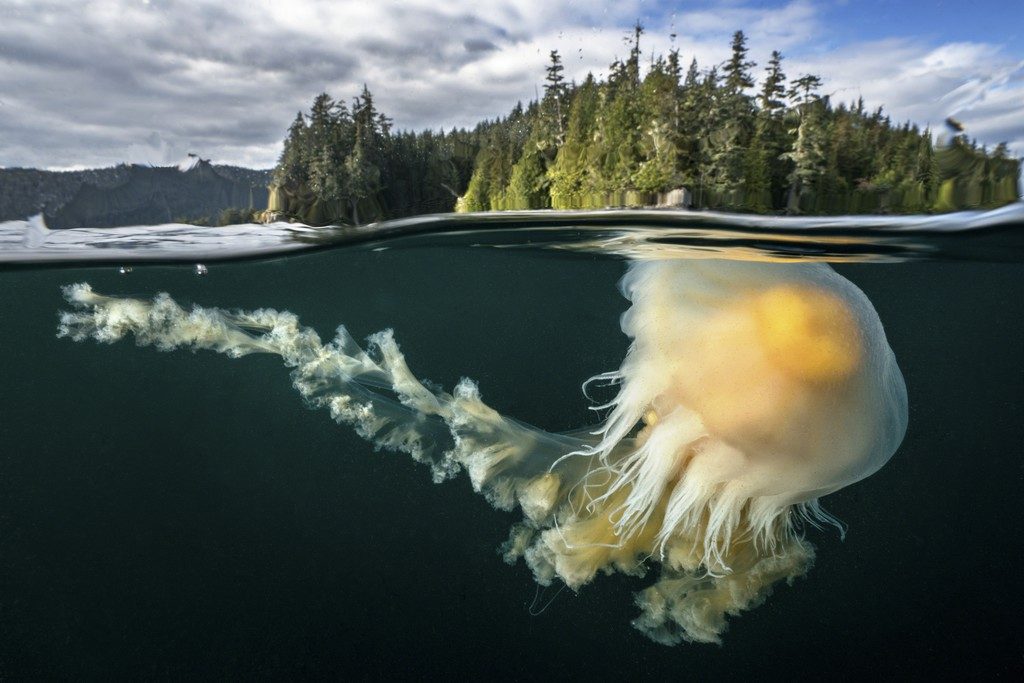 cristinamittermeier-eggyolkjellyfish-1024x683.jpg