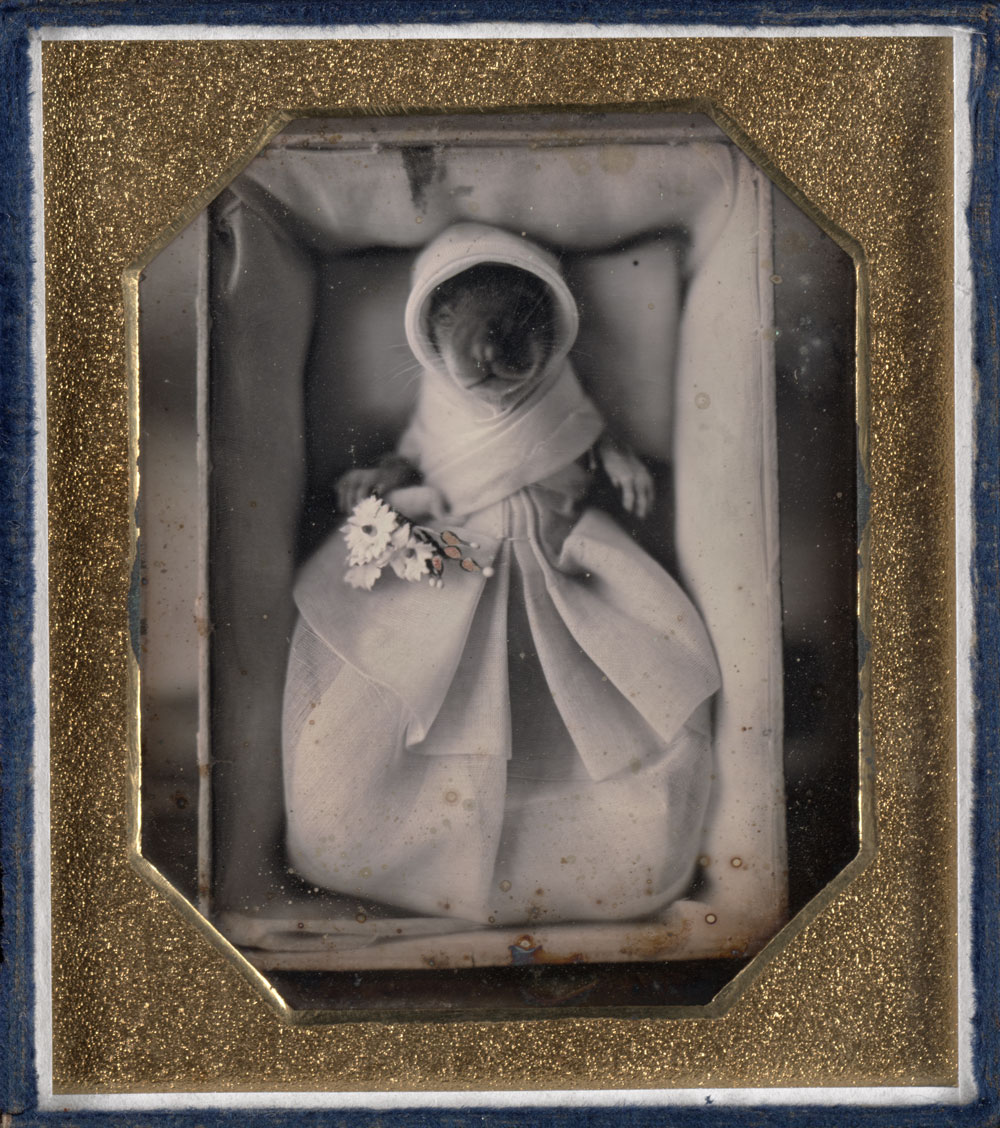 Fotó: Unknown<br />Genushe (animal post-mortem)<br />c. 1845-1846<br />Daguerreotype, sixth plate<br />Plate: 3 1/4 x 2 3/4 inches (8.26 x 6.99 cm)<br />Case: 3 3/4 x 3 1/4 x 1/4 inches (9.53 x 8.26 x 0.64 cm)<br />Gift of the Hall Family Foundation<br />© Nelson Gallery Foundation